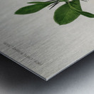 Euphorbia Splendens Metal print