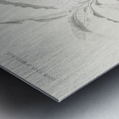 Square-tailed drongo Edoius caerulescens Metal print