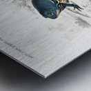 Shrinking frog Pseudis Merianae and Black-spotted casque-headed tree Trachycephalus geographieus Metal print