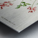 Indigofera procumbens Metal print