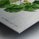 Astrapoea Wallichii Metal print