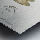 Eastern dobsonfly Corydalus cornutus Metal print