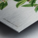 Lemon Citrus Limonium Metal print