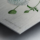 ictionnaire Universel D histoire Naturelle D Orbi 1694478892.938 Metal print