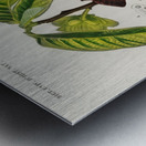 Asimina triloba Metal print