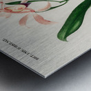 Lelia cattleioides Metal print