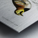 Different types of birds Metal print