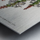 Strobilanthes sabiniana Impression metal