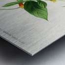 Strobilanthes sabiniana Metal print