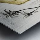 Camel Camelus Metal print