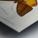 Collection of moths Metal print
