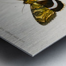 Different types of moths Metal print