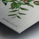 Jujube red date Ziziphus vulgaris Metal print