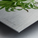 Dracaena brasiliensis Metal print