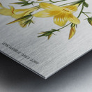 Yellow flax Linum glandulosum Metal print