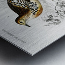 Different types of birds Metal print