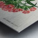 Brazilian gloxinia or Florist gloxinia Gloxinia caulescente Metal print