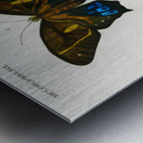 Different types of butterfly Metal print