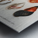 Different types of mollusks Impression metal