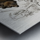 Brown Bear Ursus Arctos Metal print