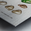 Different types of mollusks Metal print