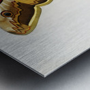 Emporor moths Metal print