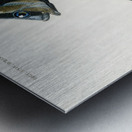 Porkfish Pristipoma virginianum and Shade-fish Sciaena aquila Metal print