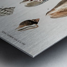 Different types of mollusks Metal print
