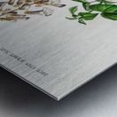 Empress tree Paulownia imperialis Metal print