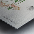 Dodecatheon meadia Metal print