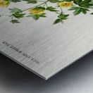 Sea Island cotton gossypium vitifolium Metal print