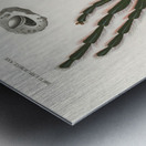 Sea Island cotton gossypium vitifolium Metal print