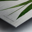 Dwarf cardamom Alpinia nutans Metal print