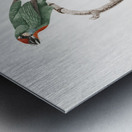 Vieillot barbet Metal print