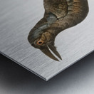 Curl-crested Manucode  Metal print