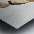 Black-necked stilt  Metal print