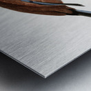 Little Lilac-breasted roller  Metal print