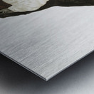 Toco toucan  Metal print