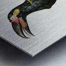 Black-necked Aracari  Metal print