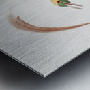 Emperor bird-of-paradise head claw feather and tail  Metal print