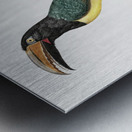 Green aracari  Metal print