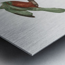 Green-tailed Jacamarmale  Metal print