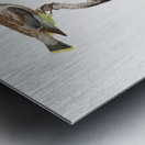 Little jay Metal print