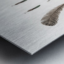 King bird of paradise feather and tail Metal print