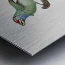 Blue-throated Bearded bee-eater Metal print