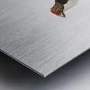 Little barbet  Metal print