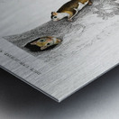 Glaucomys sabrinus Polatouche D Amerique Metal print