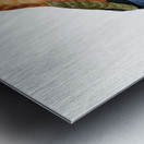 Young African roller  Metal print