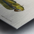 Different types of fishes Metal print