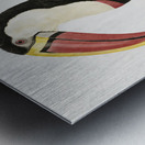 Toucan Metal print